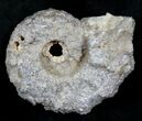 Agate/Chalcedony Replaced Ammonite Fossil #25509-1
